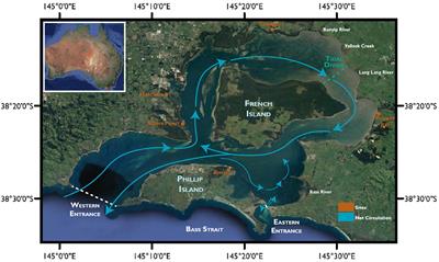 Short-Term Sedimentation Dynamics of Temperate Mangroves in Western Port Bay, Victoria